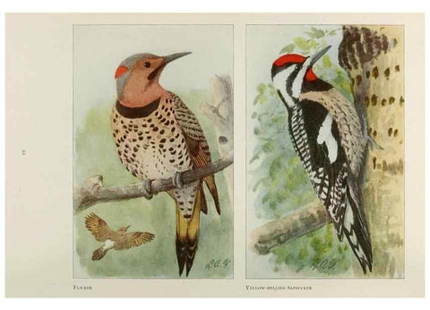 Reproducción/Reproduction 49526635096: The book of birds;. Washington, D.C.,National Geographic Society,1921.. 