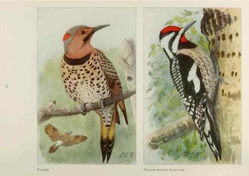 Reproducción/Reproduction 49526635096: The book of birds;. Washington, D.C.,National Geographic Society,1921.. 