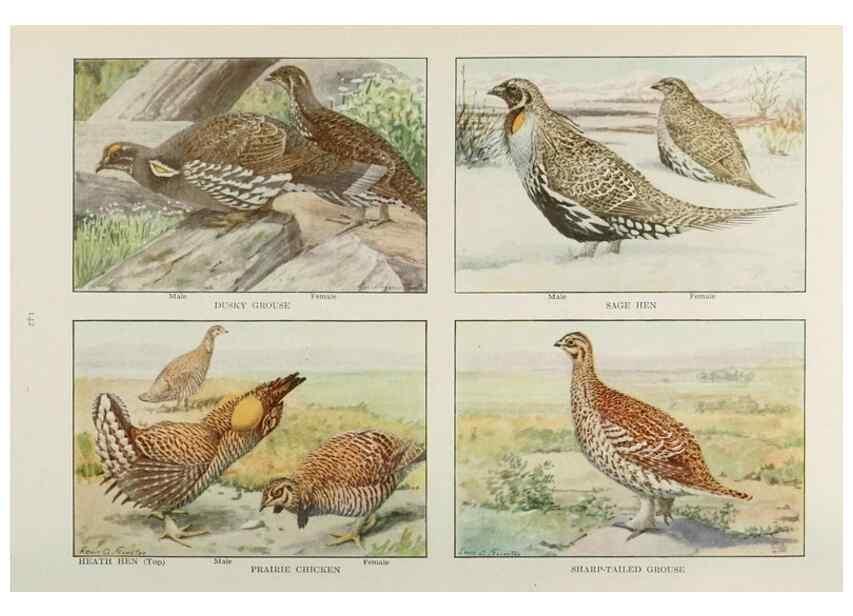 Reproducción/Reproduction 49526131708: The book of birds;. Washington, D.C.,National Geographic Society,1921.. 