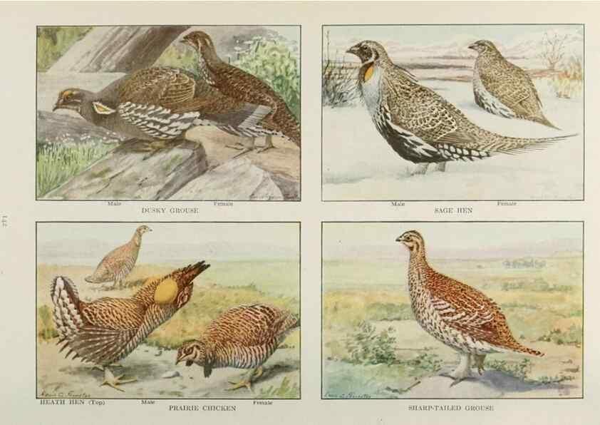 Reproducción/Reproduction 49526131708: The book of birds;. Washington, D.C.,National Geographic Society,1921.. 