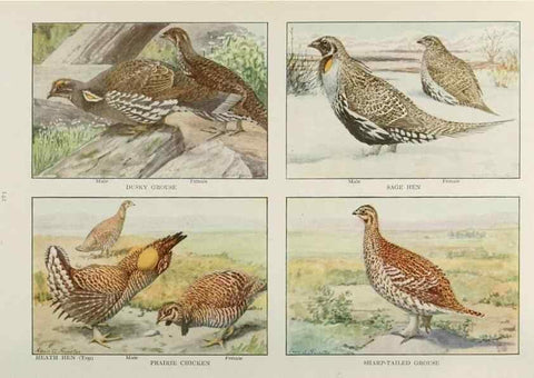 Reproducción/Reproduction 49526131708: The book of birds;. Washington, D.C.,National Geographic Society,1921.. 