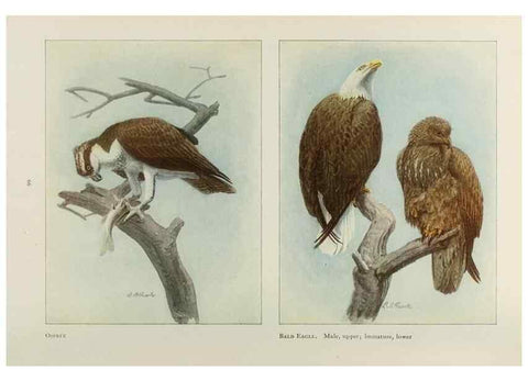 Reproducción/Reproduction 49526124803: The book of birds;. Washington, D.C.,National Geographic Society,1921.. 