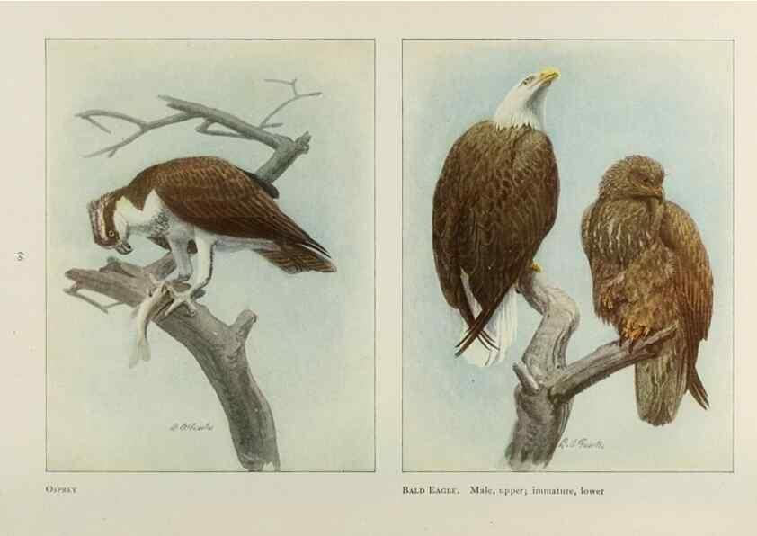 Reproducción/Reproduction 49526124803: The book of birds;. Washington, D.C.,National Geographic Society,1921.. 