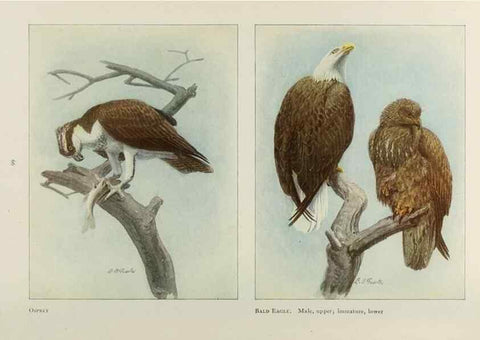 Reproducción/Reproduction 49526124803: The book of birds;. Washington, D.C.,National Geographic Society,1921.. 