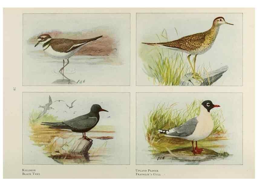 Reproducción/Reproduction 49526125203: The book of birds;. Washington, D.C.,National Geographic Society,1921.. 