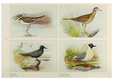 Reproducción/Reproduction 49526125203: The book of birds;. Washington, D.C.,National Geographic Society,1921.. 