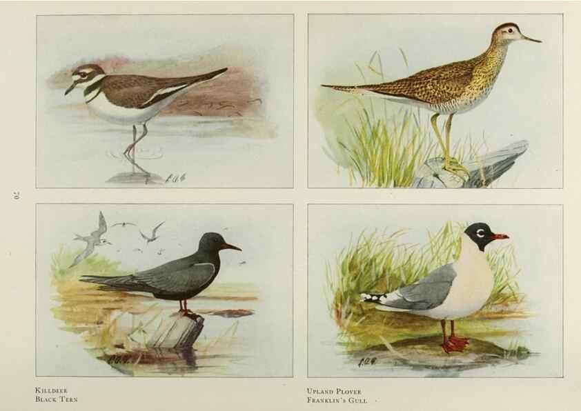 Reproducción/Reproduction 49526125203: The book of birds;. Washington, D.C.,National Geographic Society,1921.. 
