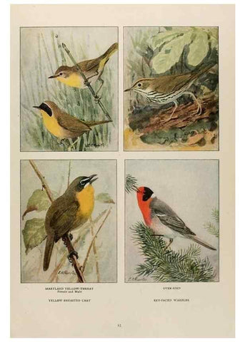 Reproducción/Reproduction 49526861447: The book of birds;. Washington, D.C.,National Geographic Society,1921.. 