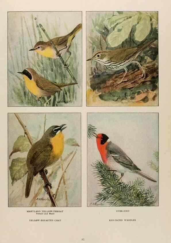 Reproducción/Reproduction 49526861447: The book of birds;. Washington, D.C.,National Geographic Society,1921.. 