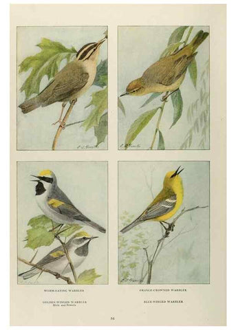 Reproducción/Reproduction 49526125958: The book of birds;. Washington, D.C.,National Geographic Society,1921.. 