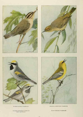 Reproducción/Reproduction 49526125958: The book of birds;. Washington, D.C.,National Geographic Society,1921.. 