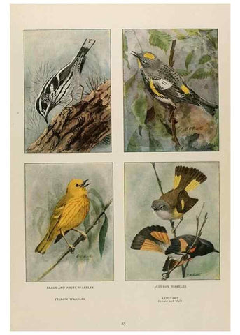 Reproducción/Reproduction 49526636811: The book of birds;. Washington, D.C.,National Geographic Society,1921.. 
