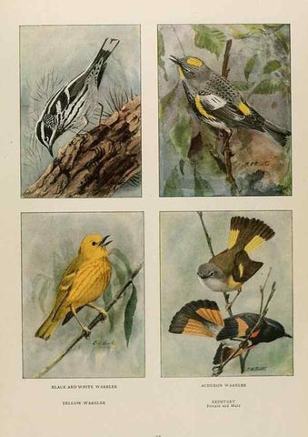 Reproducción/Reproduction 49526636811: The book of birds;. Washington, D.C.,National Geographic Society,1921.. 