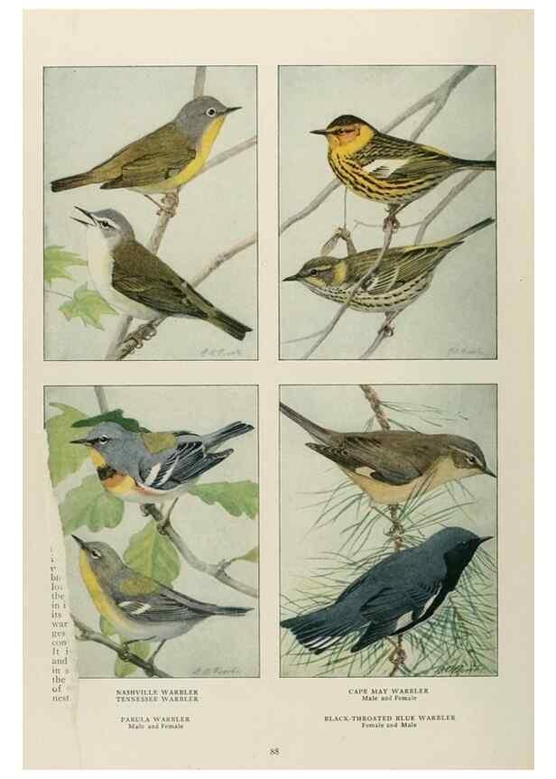 Reproducción/Reproduction 49526861962: The book of birds;. Washington, D.C.,National Geographic Society,1921.. 