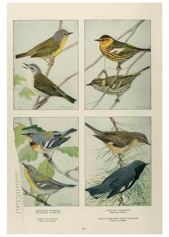 Reproducción/Reproduction 49526861962: The book of birds;. Washington, D.C.,National Geographic Society,1921.. 