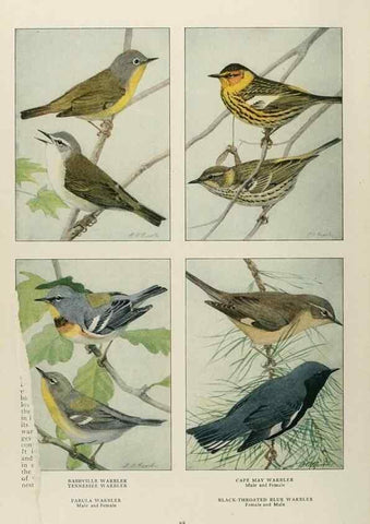 Reproducción/Reproduction 49526861962: The book of birds;. Washington, D.C.,National Geographic Society,1921.. 