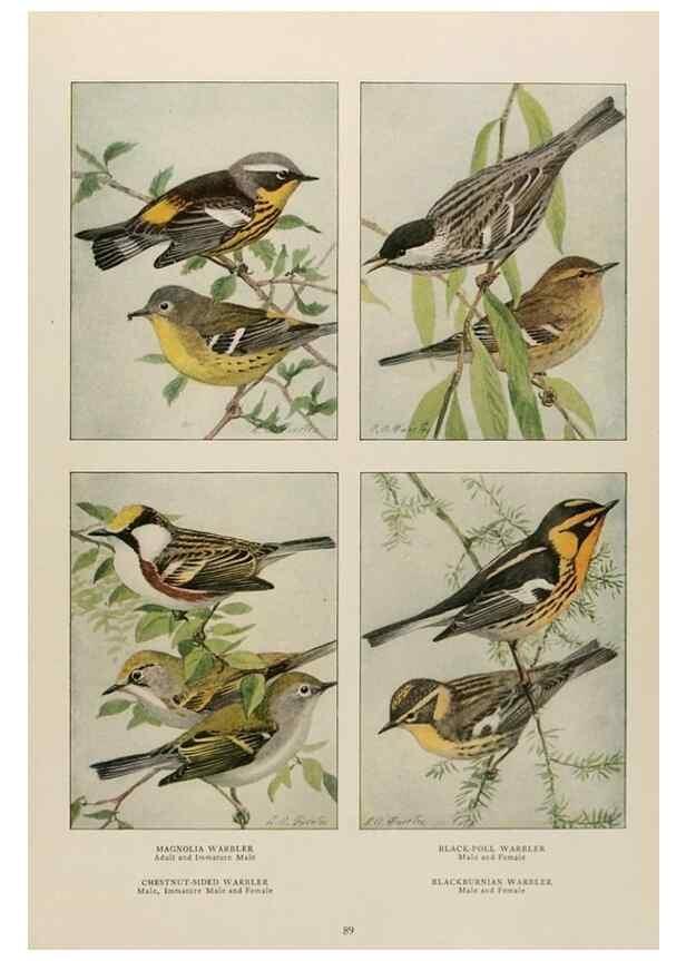 Reproducción/Reproduction 49526126598: The book of birds;. Washington, D.C.,National Geographic Society,1921.. 