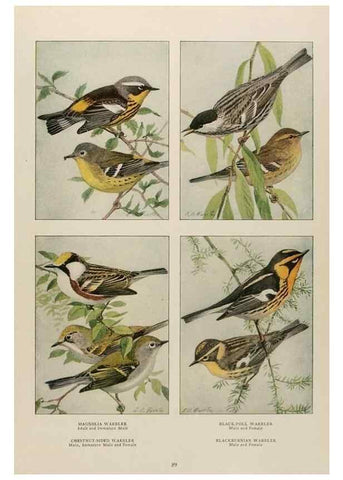 Reproducción/Reproduction 49526126598: The book of birds;. Washington, D.C.,National Geographic Society,1921.. 