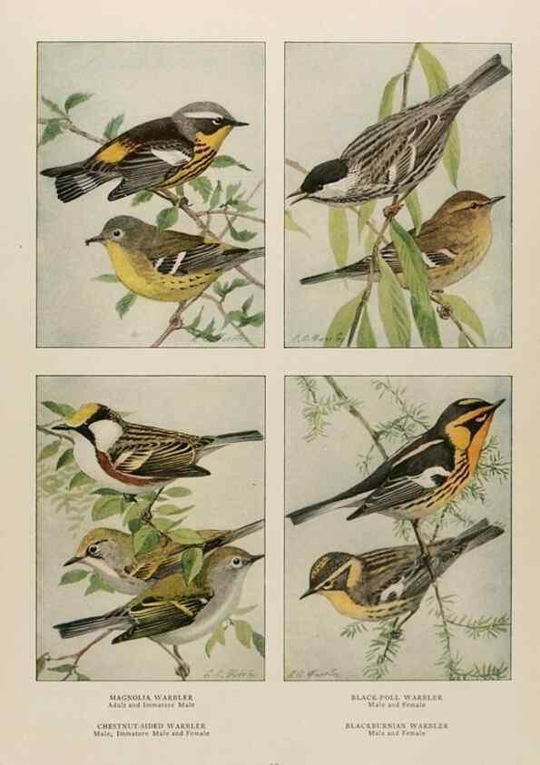 Reproducción/Reproduction 49526126598: The book of birds;. Washington, D.C.,National Geographic Society,1921.. 