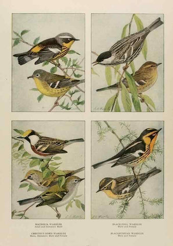 Reproducción/Reproduction 49526126598: The book of birds;. Washington, D.C.,National Geographic Society,1921.. 