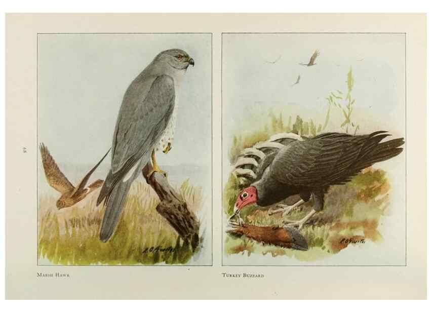 Reproducción/Reproduction 49526635521: The book of birds;. Washington, D.C.,National Geographic Society,1921.. 