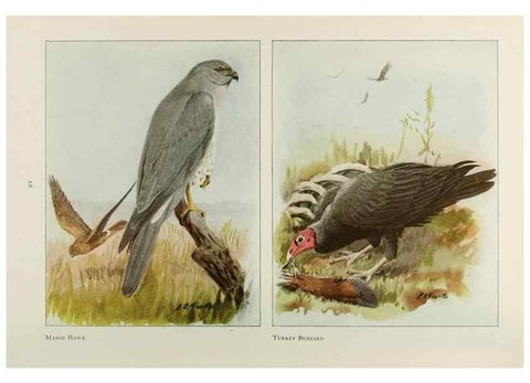 Reproducción/Reproduction 49526635521: The book of birds;. Washington, D.C.,National Geographic Society,1921.. 