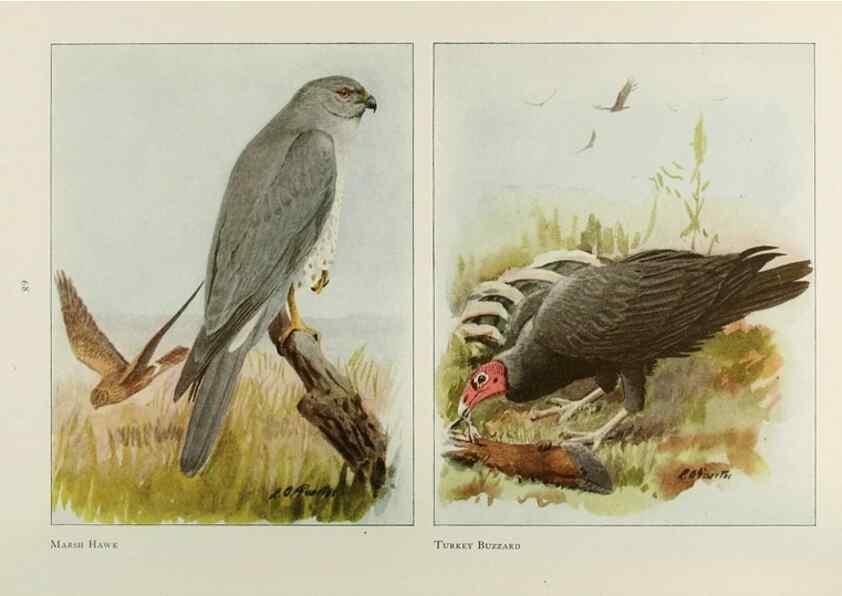 Reproducción/Reproduction 49526635521: The book of birds;. Washington, D.C.,National Geographic Society,1921.. 