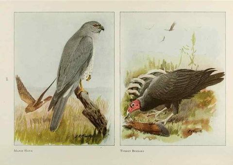 Reproducción/Reproduction 49526635521: The book of birds;. Washington, D.C.,National Geographic Society,1921.. 