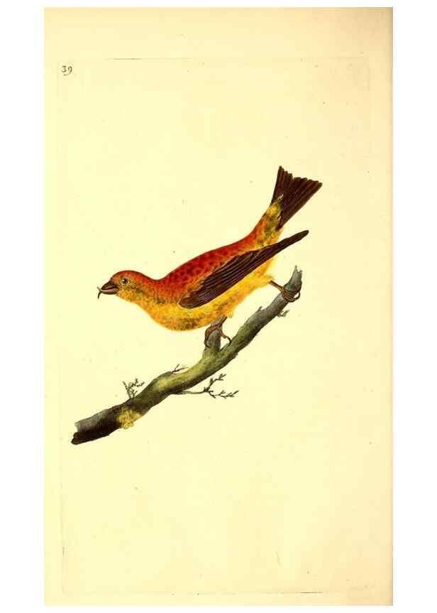 Reproducción/Reproduction 49531545267: The natural history of British birds, or, A selection of the most rare, beautiful and interesting birds which inhabit this country :. London :Printed for the author, and for F. and C. Rivington ...,1794[-1819]. 