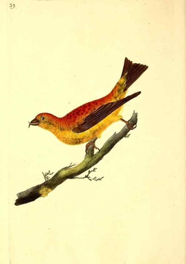 Reproducción/Reproduction 49531545267: The natural history of British birds, or, A selection of the most rare, beautiful and interesting birds which inhabit this country :. London :Printed for the author, and for F. and C. Rivington ...,1794[-1819]. 