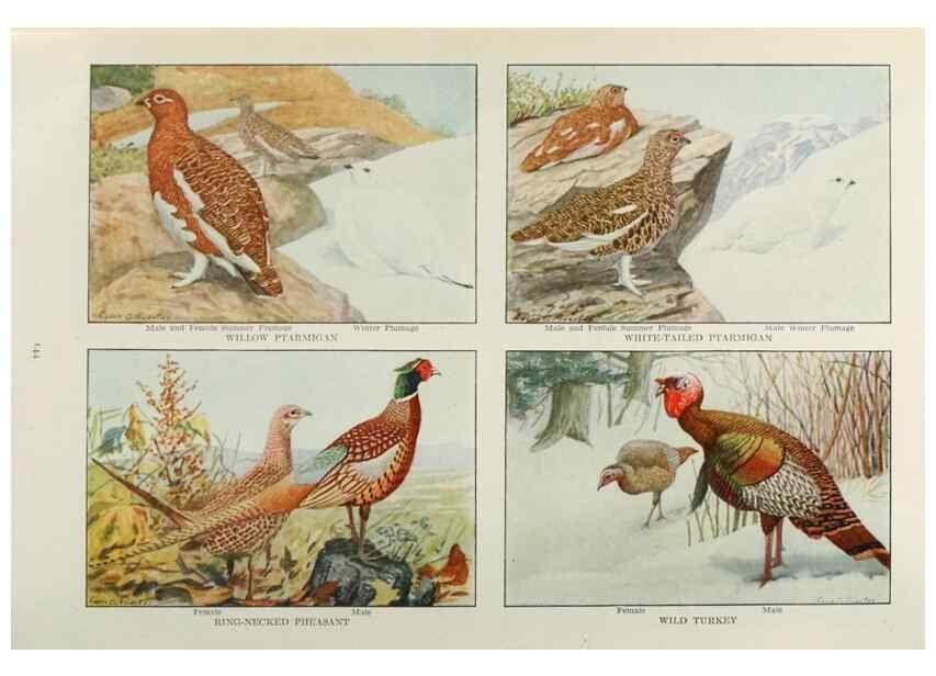 Reproducción/Reproduction 49526867482: The book of birds;. Washington, D.C.,National Geographic Society,1921.. 