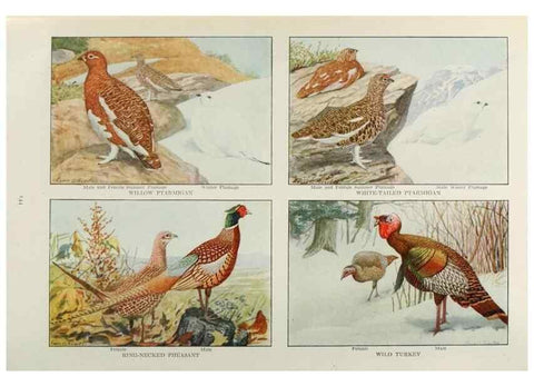 Reproducción/Reproduction 49526867482: The book of birds;. Washington, D.C.,National Geographic Society,1921.. 