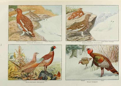 Reproducción/Reproduction 49526867482: The book of birds;. Washington, D.C.,National Geographic Society,1921.. 