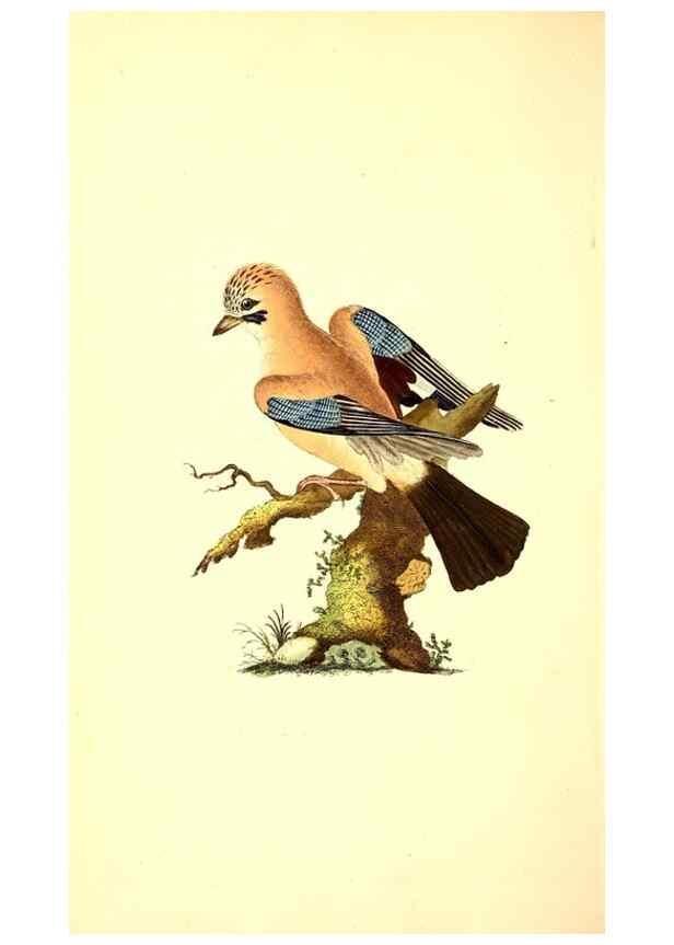 Reproducción/Reproduction 49530697338: The natural history of British birds, or, A selection of the most rare, beautiful and interesting birds which inhabit this country :. London :Printed for the author, and for F. and C. Rivington ...,1794[-1819]. 