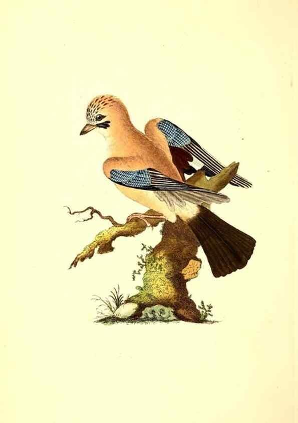 Reproducción/Reproduction 49530697338: The natural history of British birds, or, A selection of the most rare, beautiful and interesting birds which inhabit this country :. London :Printed for the author, and for F. and C. Rivington ...,1794[-1819]. 