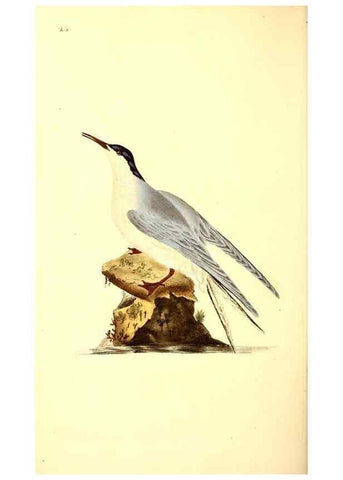Reproducción/Reproduction 49530704488: The natural history of British birds, or, A selection of the most rare, beautiful and interesting birds which inhabit this country :. London :Printed for the author, and for F. and C. Rivington ...,1794[-1819]. 