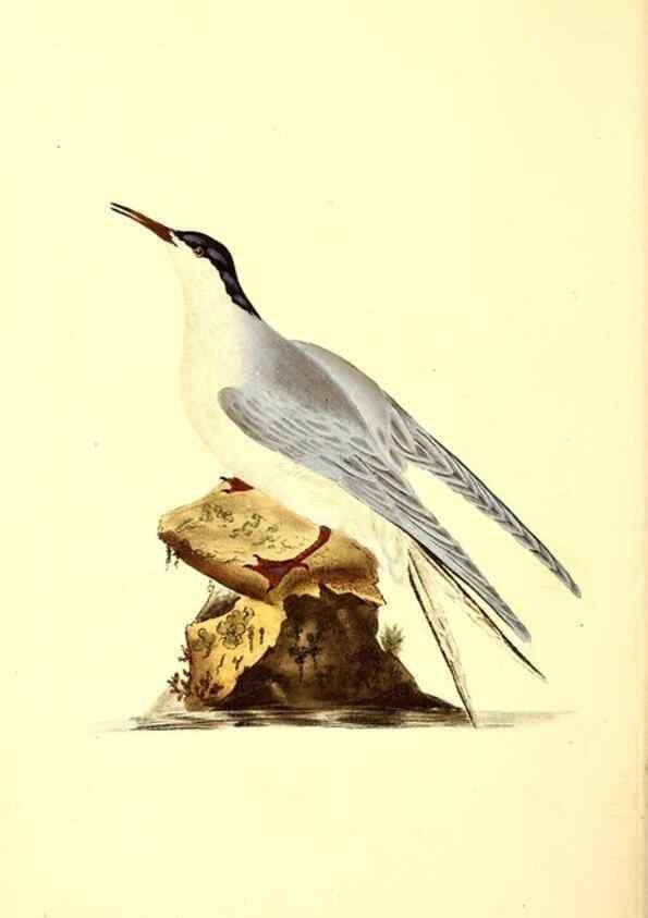 Reproducción/Reproduction 49530704488: The natural history of British birds, or, A selection of the most rare, beautiful and interesting birds which inhabit this country :. London :Printed for the author, and for F. and C. Rivington ...,1794[-1819]. 