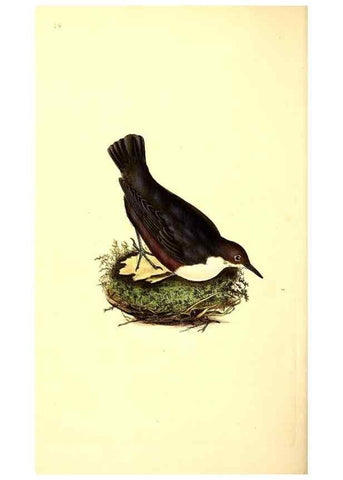 Reproducción/Reproduction 49531207346: The natural history of British birds, or, A selection of the most rare, beautiful and interesting birds which inhabit this country :. London :Printed for the author, and for F. and C. Rivington ...,1794[-1819]. 