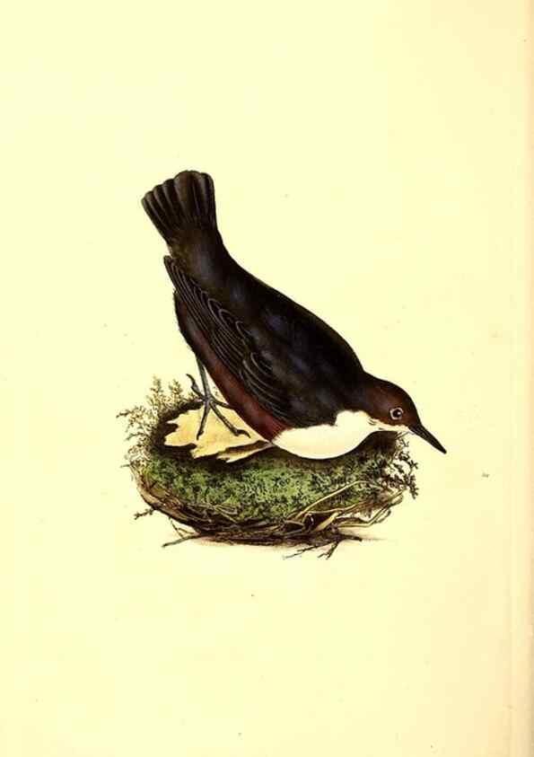 Reproducción/Reproduction 49531207346: The natural history of British birds, or, A selection of the most rare, beautiful and interesting birds which inhabit this country :. London :Printed for the author, and for F. and C. Rivington ...,1794[-1819]. 