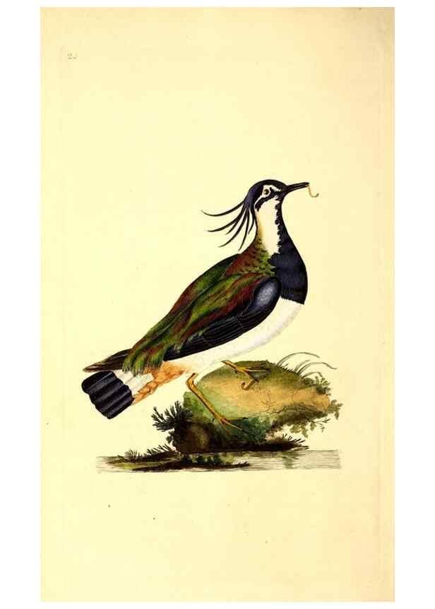 Reproducción/Reproduction 49530814593: The natural history of British birds, or, A selection of the most rare, beautiful and interesting birds which inhabit this country :. London :Printed for the author, and for F. and C. Rivington ...,1794[-1819]. 