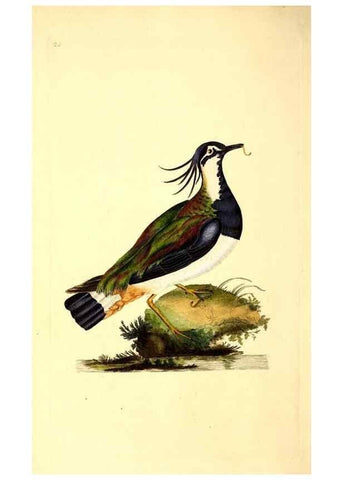 Reproducción/Reproduction 49530814593: The natural history of British birds, or, A selection of the most rare, beautiful and interesting birds which inhabit this country :. London :Printed for the author, and for F. and C. Rivington ...,1794[-1819]. 