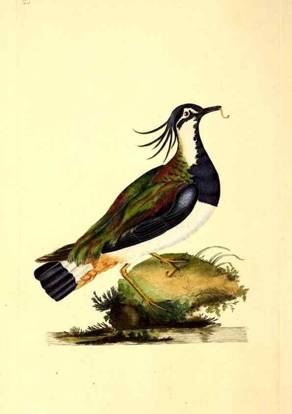 Reproducción/Reproduction 49530814593: The natural history of British birds, or, A selection of the most rare, beautiful and interesting birds which inhabit this country :. London :Printed for the author, and for F. and C. Rivington ...,1794[-1819]. 