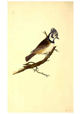 Reproducción/Reproduction 49531318701: The natural history of British birds, or, A selection of the most rare, beautiful and interesting birds which inhabit this country :. London :Printed for the author, and for F. and C. Rivington ...,1794[-1819]. 