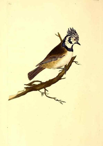 Reproducción/Reproduction 49531318701: The natural history of British birds, or, A selection of the most rare, beautiful and interesting birds which inhabit this country :. London :Printed for the author, and for F. and C. Rivington ...,1794[-1819]. 