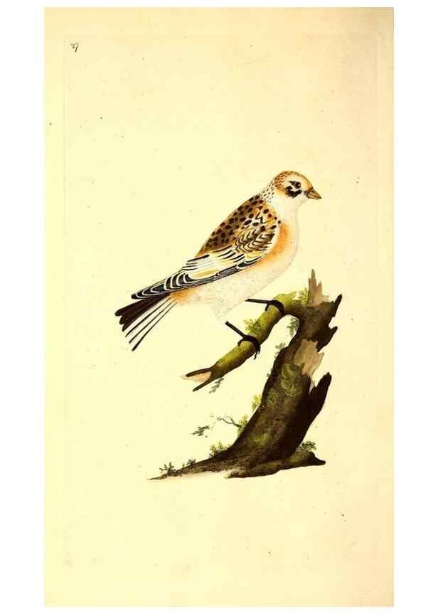 Reproducción/Reproduction 49530815103: The natural history of British birds, or, A selection of the most rare, beautiful and interesting birds which inhabit this country :. London :Printed for the author, and for F. and C. Rivington ...,1794[-1819]. 
