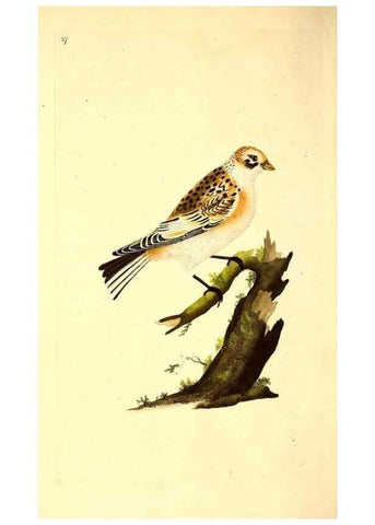 Reproducción/Reproduction 49530815103: The natural history of British birds, or, A selection of the most rare, beautiful and interesting birds which inhabit this country :. London :Printed for the author, and for F. and C. Rivington ...,1794[-1819]. 