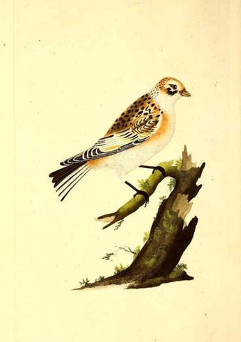 Reproducción/Reproduction 49530815103: The natural history of British birds, or, A selection of the most rare, beautiful and interesting birds which inhabit this country :. London :Printed for the author, and for F. and C. Rivington ...,1794[-1819]. 