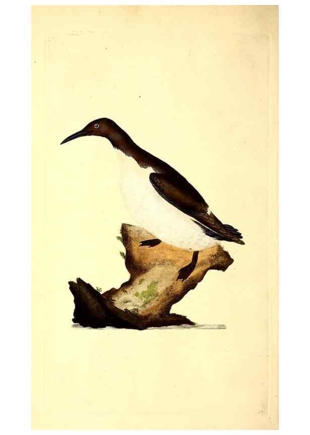 Reproducción/Reproduction 49530815333: The natural history of British birds, or, A selection of the most rare, beautiful and interesting birds which inhabit this country :. London :Printed for the author, and for F. and C. Rivington ...,1794[-1819]. 