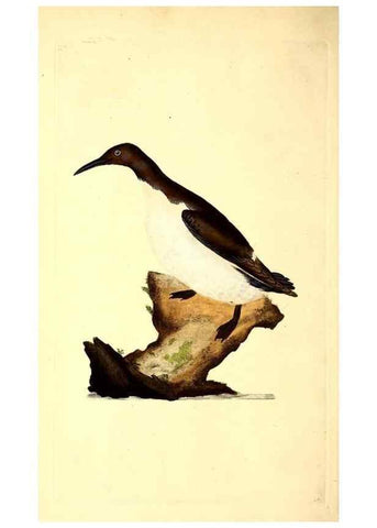 Reproducción/Reproduction 49530815333: The natural history of British birds, or, A selection of the most rare, beautiful and interesting birds which inhabit this country :. London :Printed for the author, and for F. and C. Rivington ...,1794[-1819]. 