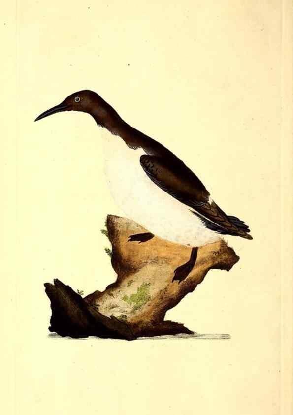 Reproducción/Reproduction 49530815333: The natural history of British birds, or, A selection of the most rare, beautiful and interesting birds which inhabit this country :. London :Printed for the author, and for F. and C. Rivington ...,1794[-1819]. 